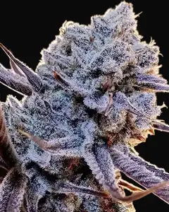 Lilac Diesel RBX2