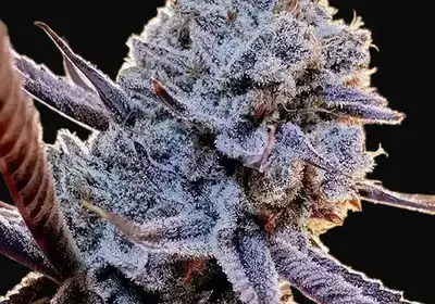 Lilac Diesel RBX2