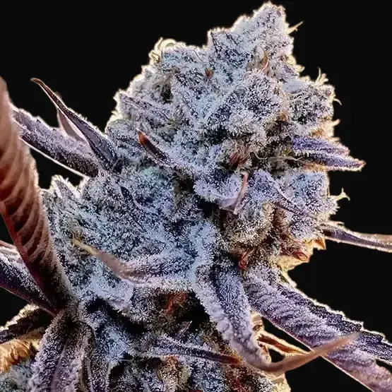 Lilac Diesel RBX2