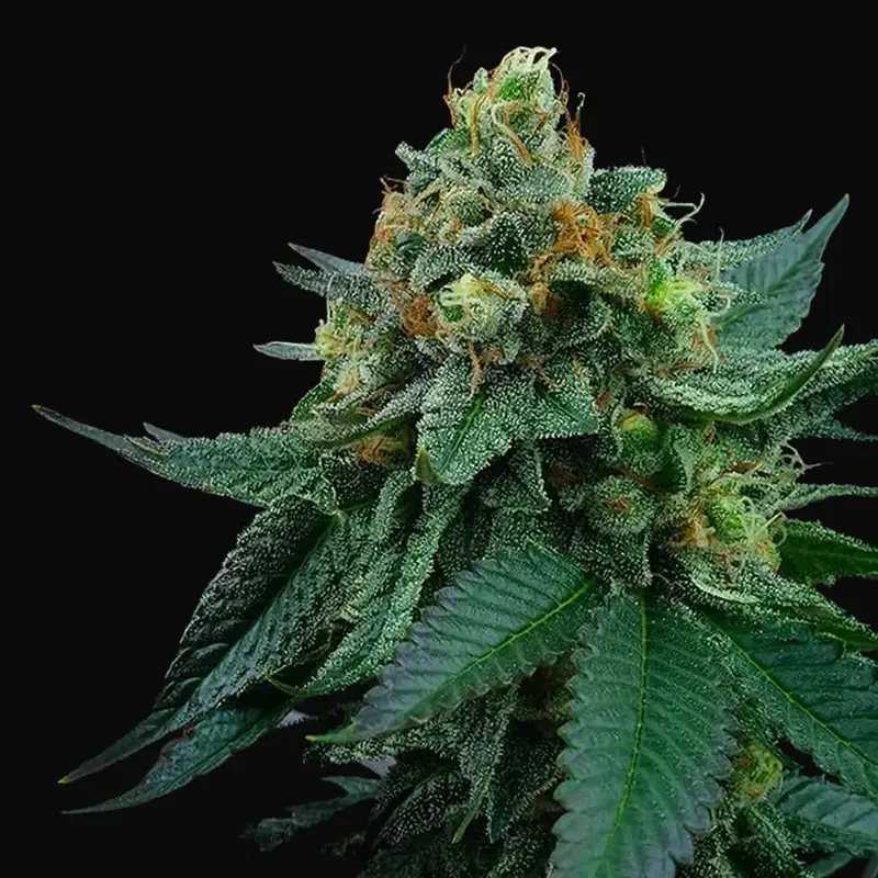 Lime Ozz