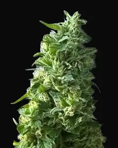 Lime Skunk