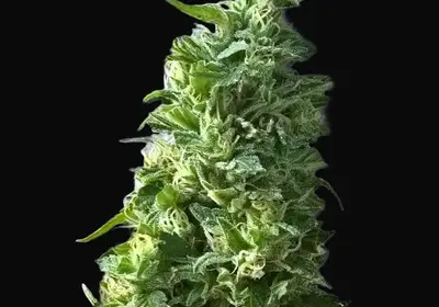 Lime Skunk