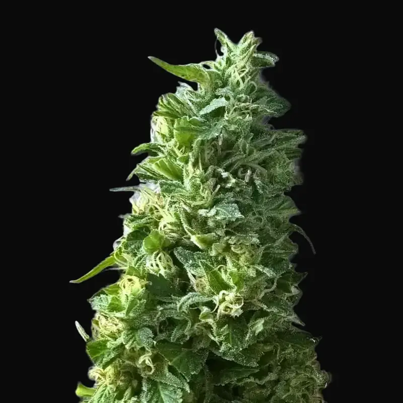 Lime Skunk