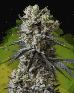 Lithium OG Kush Auto