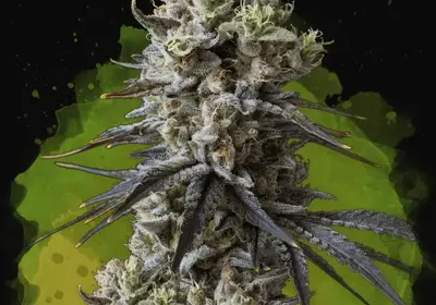 Lithium OG Kush Auto