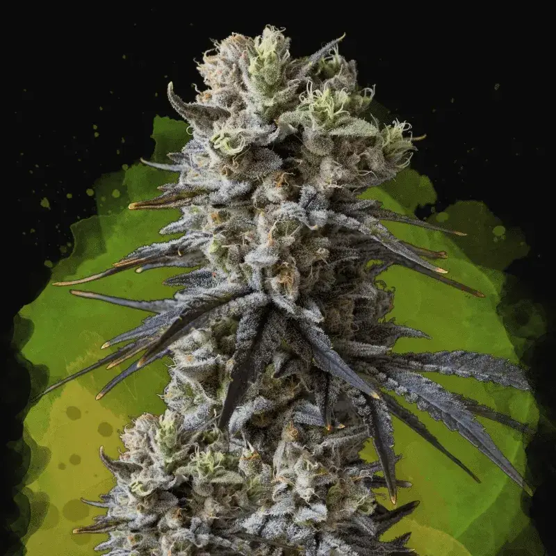 Lithium OG Kush Auto