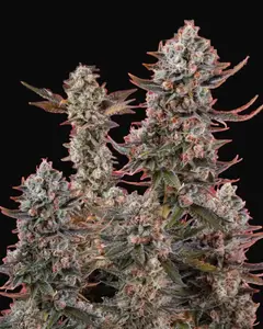 Lithium OG Kush
