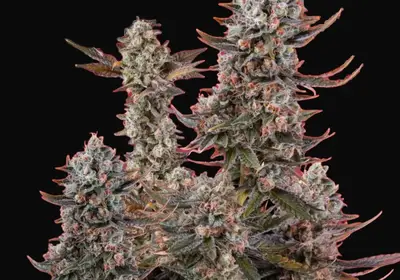Lithium OG Kush