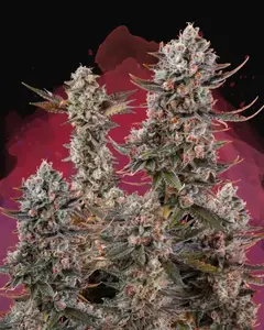 Lithium OG Kush