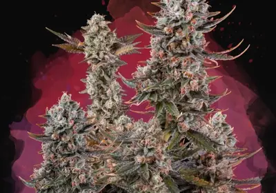 Lithium OG Kush
