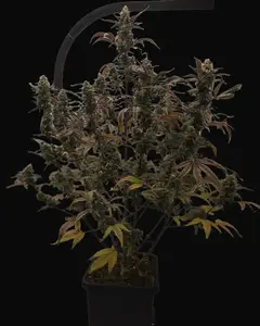 LL Cool Fig Auto