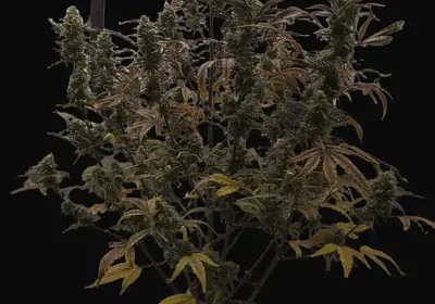 LL Cool Fig Auto