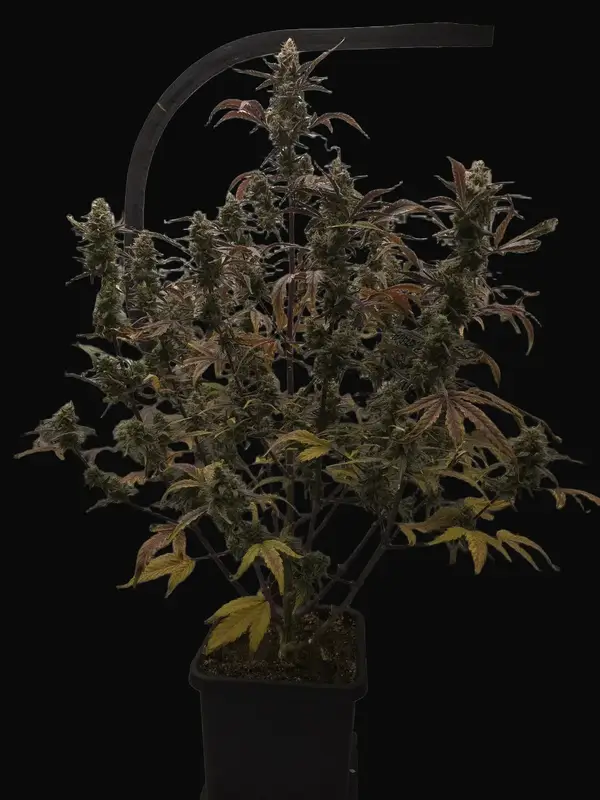 LL Cool Fig Auto