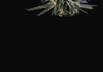 Lockdown Kush Feminized