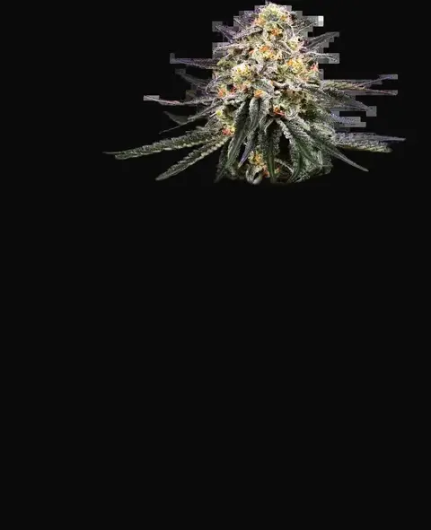Lockdown Kush Feminized