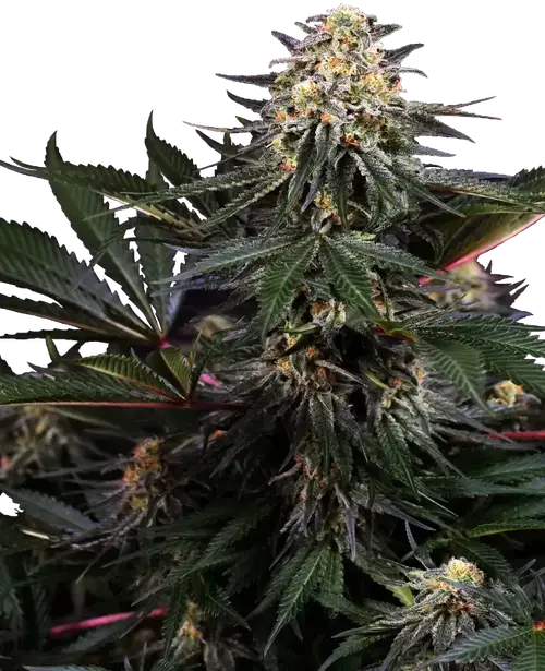 Lockdown Kush Feminized