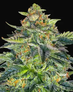 London Cream Cake Auto