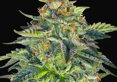 London Cream Cake Auto
