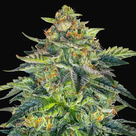 London Cream Cake Auto