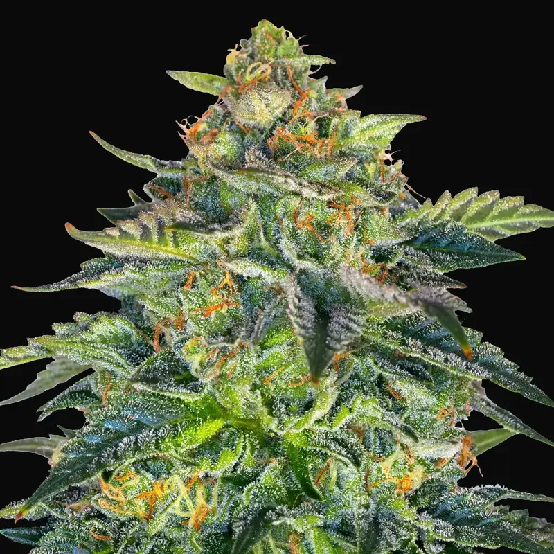 London Cream Cake Auto