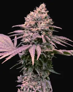 London Mint Cake