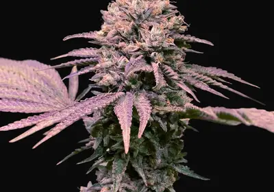 London Mint Cake