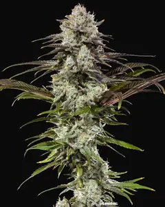 London Pound Cake F1