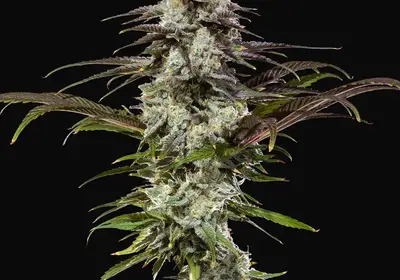 London Pound Cake F1