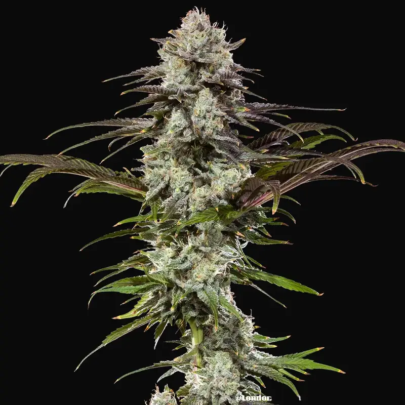 London Pound Cake F1