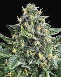 Lord Kush