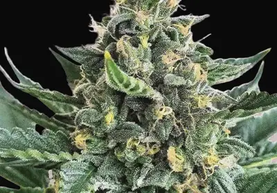 Lord Kush