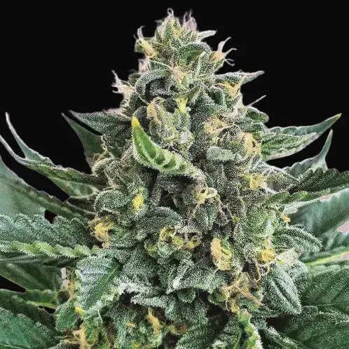 Lord Kush
