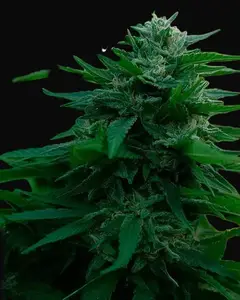 Lord Kush Early Version