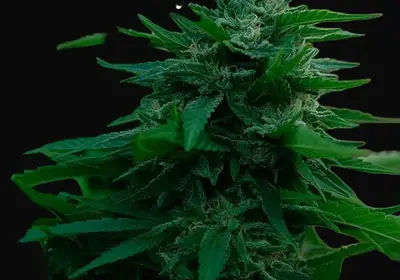 Lord Kush Early Version