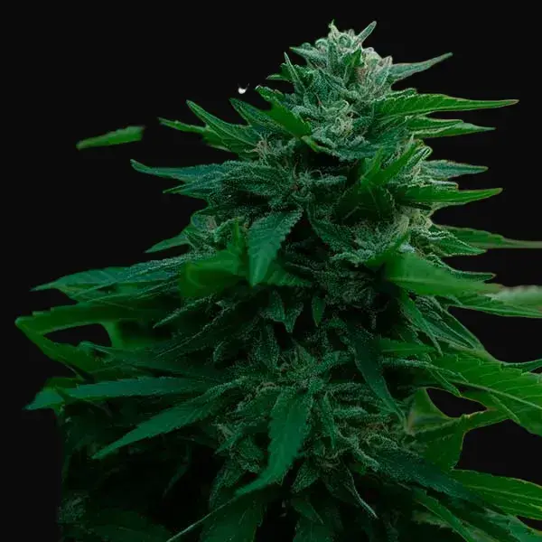 Lord Kush Early Version