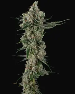 Loud Dream Candy