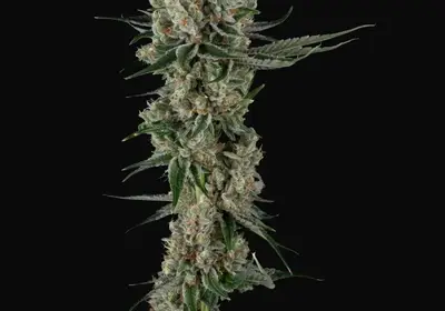 Loud Dream Candy