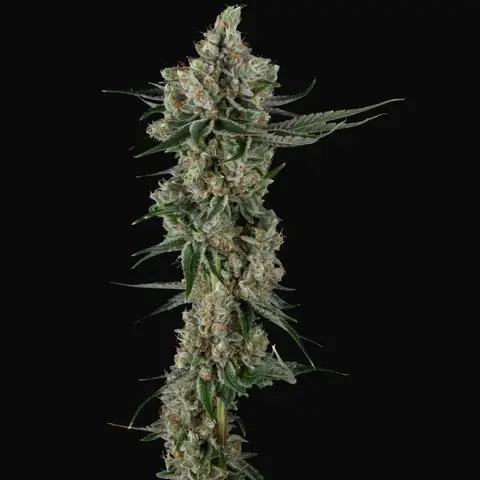 Loud Dream Candy
