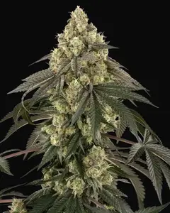 Loud Kush Feminized