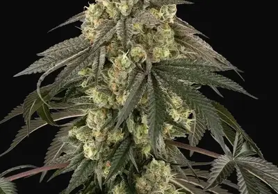Loud Kush Feminized