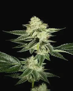 Louis XIII OG
