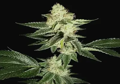 Louis XIII OG