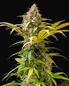 Lowryder Auto