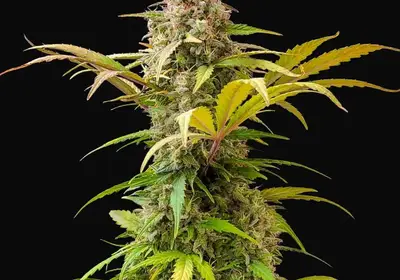Lowryder Auto