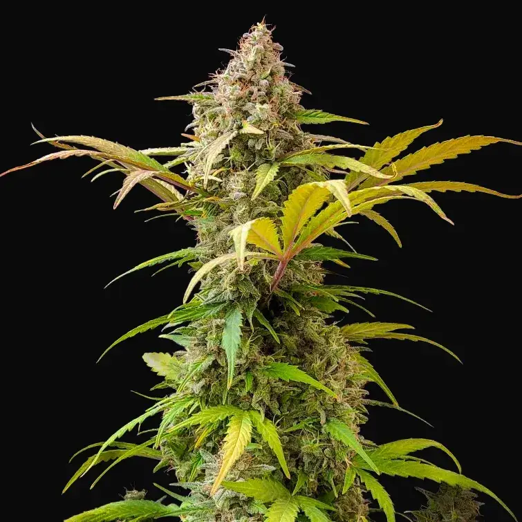 Lowryder Auto