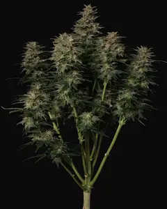 Lowryder Auto Regular