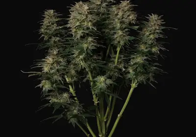 Lowryder Auto Regular