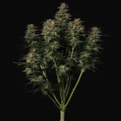 Lowryder Auto Regular