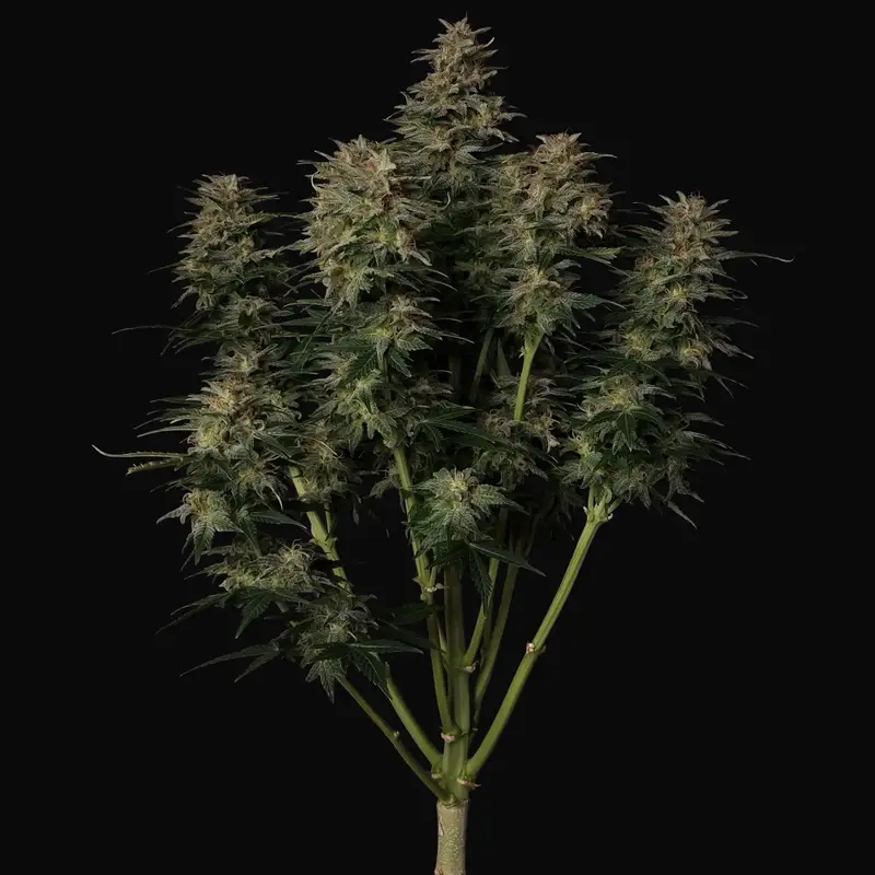 Lowryder Auto Regular