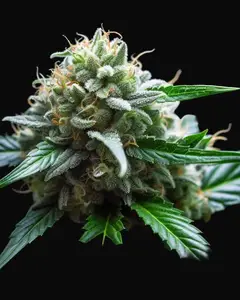 Lowryder Auto